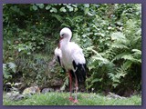 Opel-Zoo Kronberg