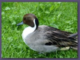 Opel-Zoo Kronberg