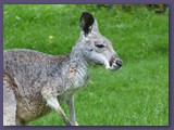 Opel-Zoo Kronberg