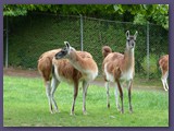 Opel-Zoo Kronberg