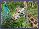 Opel-Zoo Kronberg