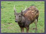 Opel-Zoo Kronberg