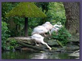 Opel-Zoo Kronberg