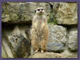 Opel-Zoo Kronberg