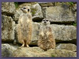 Opel-Zoo Kronberg
