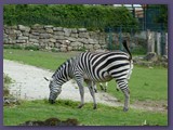 Opel-Zoo Kronberg