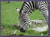 Opel-Zoo Kronberg