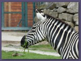 Opel-Zoo Kronberg