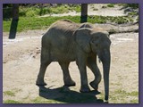 Opel-Zoo Kronberg