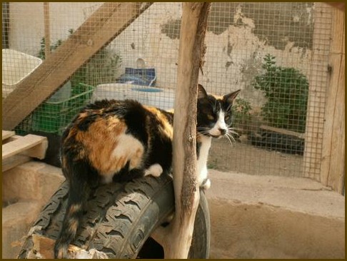 Cosima-2006
