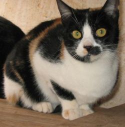 Cosima-2004