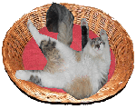 Flauschi