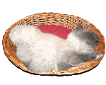Punani