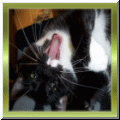 Peppi