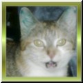 Tabea