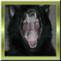 Mausi