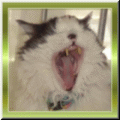 Mitzi
