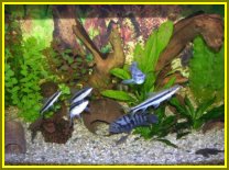 unser 200-l Aquarium