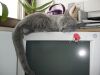 Klick mich und ich werde gross...